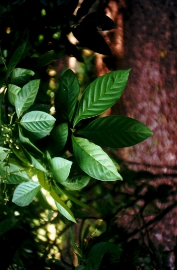 chacruna
