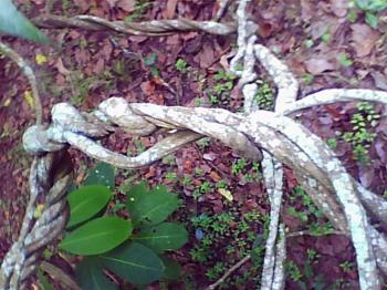 Ayahuasca liana