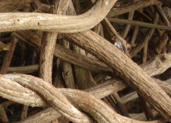 vine