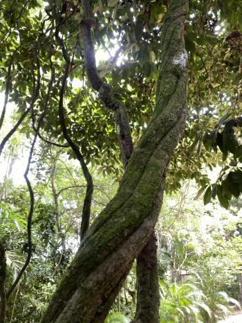 Ayahuasca liana