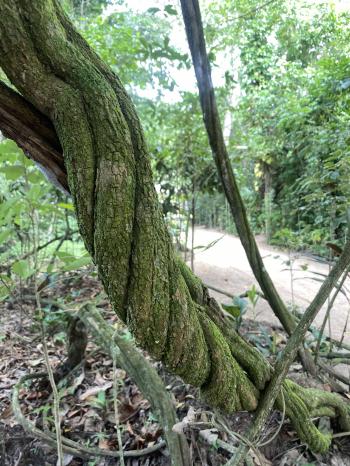ayahuasca vine