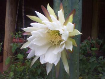 Cactus huachuma