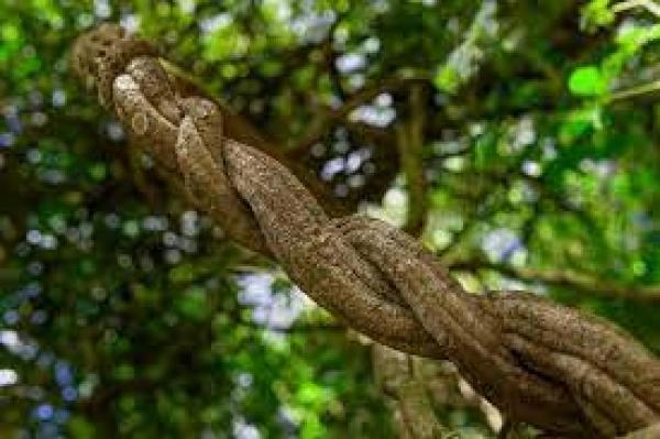 A Model of Transpersonal Psychotherapy in Peru: Ayahuasca Therapy