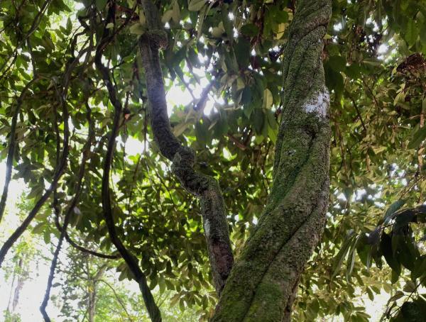 Ayahuasca efectos