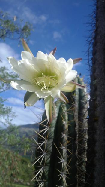 San Pedro